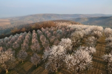 Mandloňový sad Hustopeče
