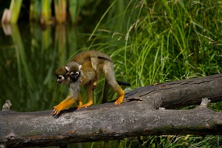 ZOO Praha