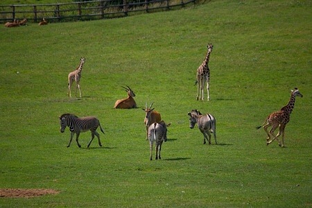 ZOO Praha