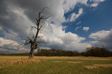 soliterní duby Pohansko