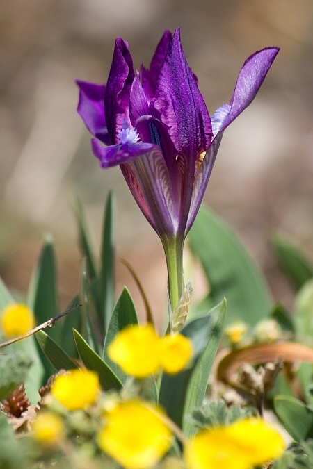 krokus