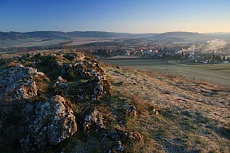 Koniklec velkokvětý