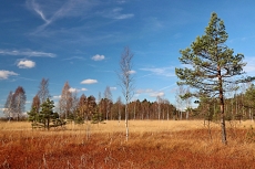 Radostínské rašeliniště