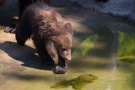 ZOO Brno