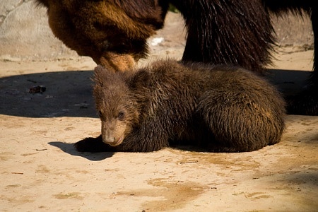 ZOO Brno