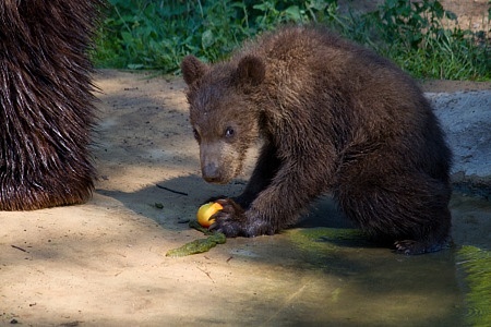 ZOO Brno