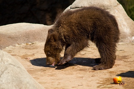 ZOO Brno