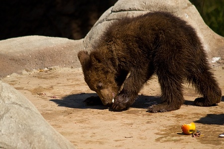 ZOO Brno