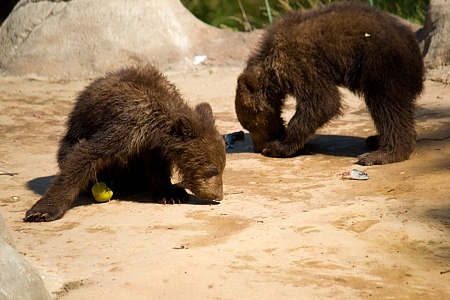 ZOO Brno