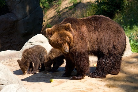 ZOO Brno