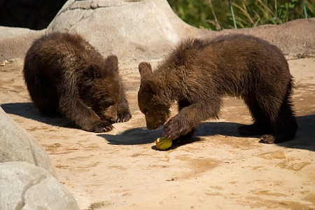 ZOO Brno