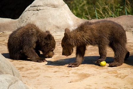 ZOO Brno