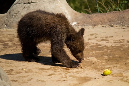 ZOO Brno