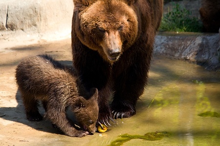 ZOO Brno