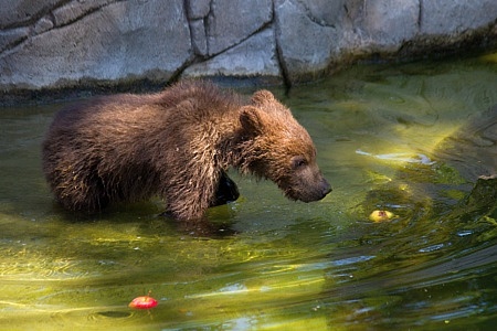 ZOO Brno