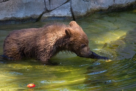 ZOO Brno