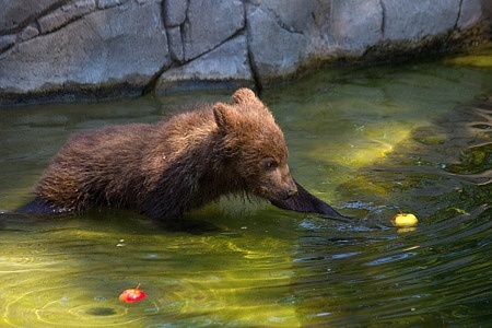 ZOO Brno