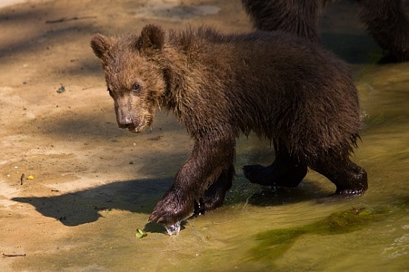 ZOO Brno