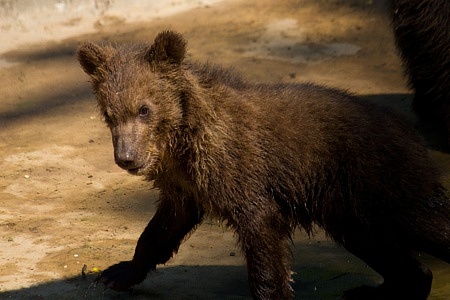 ZOO Brno