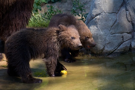 ZOO Brno