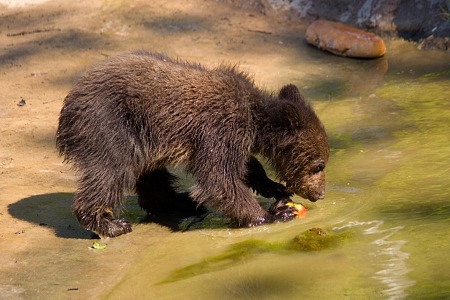 ZOO Brno