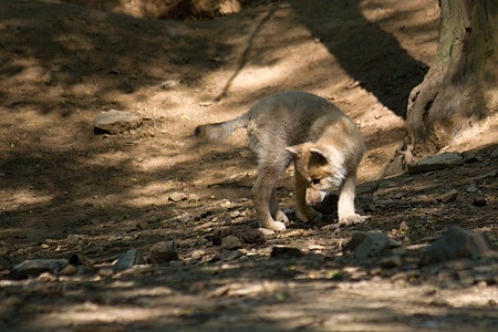 ZOO Brno