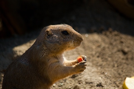 ZOO Brno