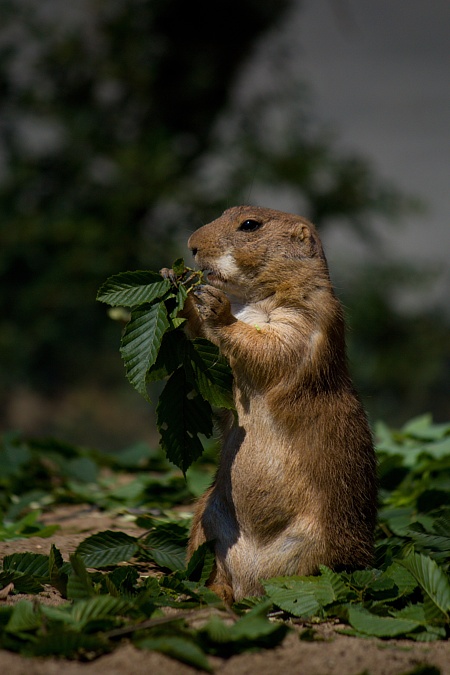 ZOO Brno