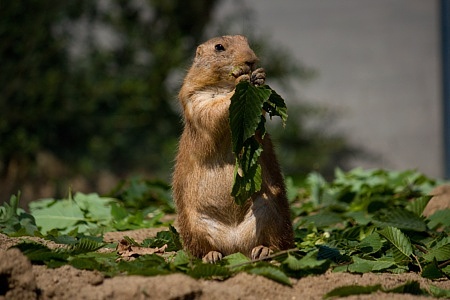 ZOO Brno