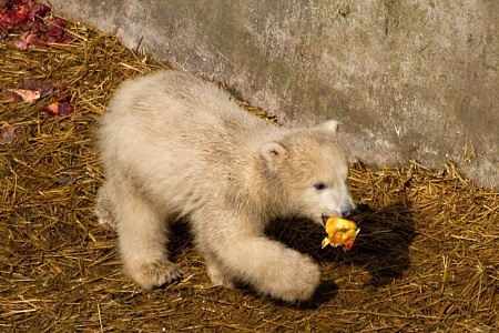 ZOO Brno