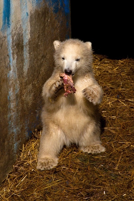 ZOO Brno