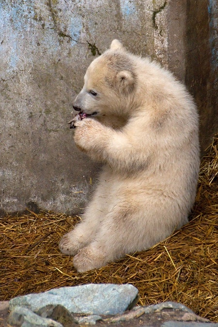 ZOO Brno