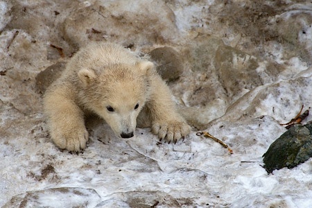 ZOO Brno