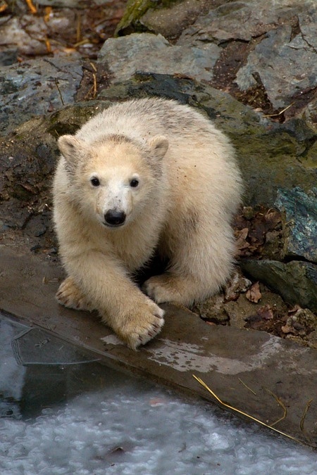 ZOO Brno