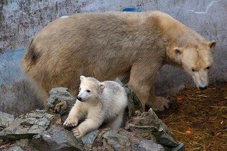 ZOO Brno