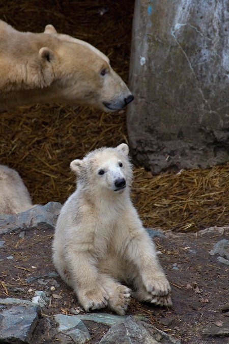 ZOO Brno