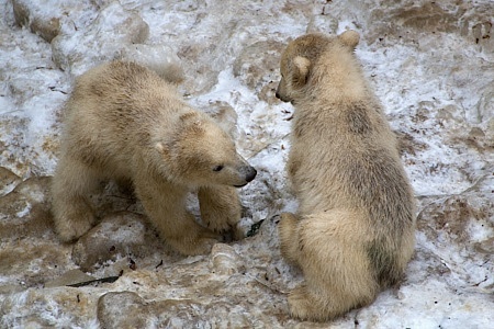 ZOO Brno