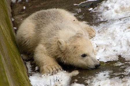 ZOO Brno