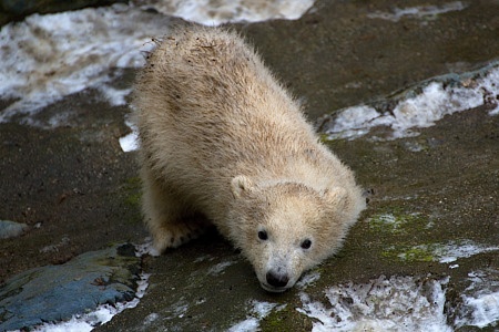 ZOO Brno