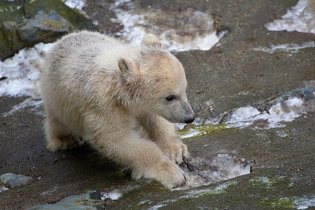 ZOO Brno