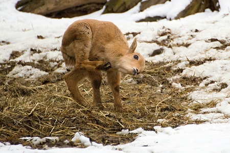 ZOO Brno