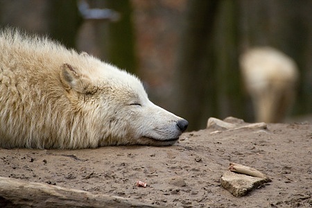 ZOO Brno