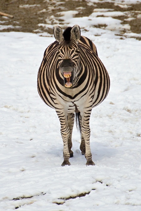 ZOO Brno