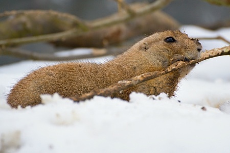 ZOO Brno