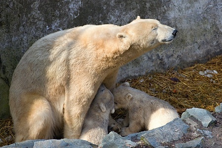 ZOO Brno