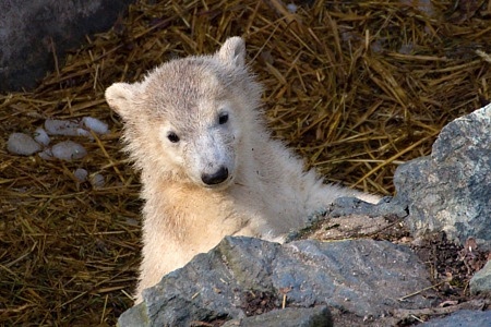 ZOO Brno