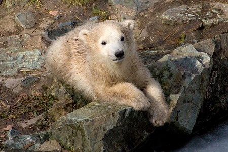 ZOO Brno