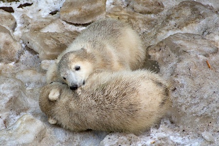 ZOO Brno