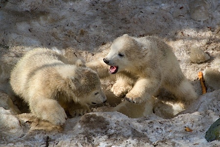 ZOO Brno