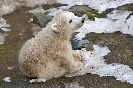 ZOO Brno